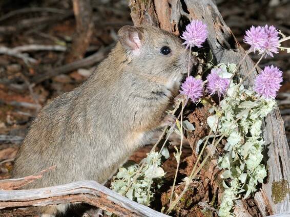 Greater Stick-nest Rat | Australian Wildlife Conservancy