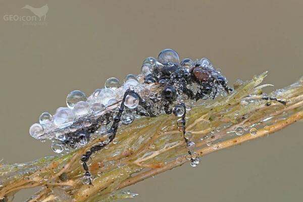 Diptera