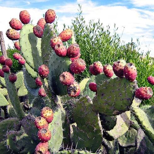 Cena: €2.25 – Semena Opuncie mexická (Opuntia Ficus-Indica)