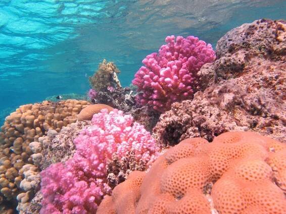 Al Thuraya Red Sea