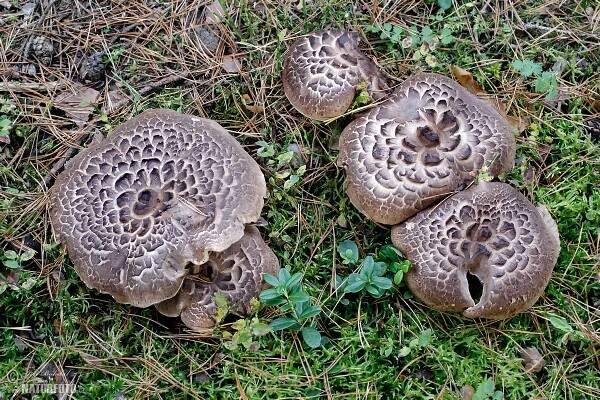 Lošák jelení | Naturfoto.cz