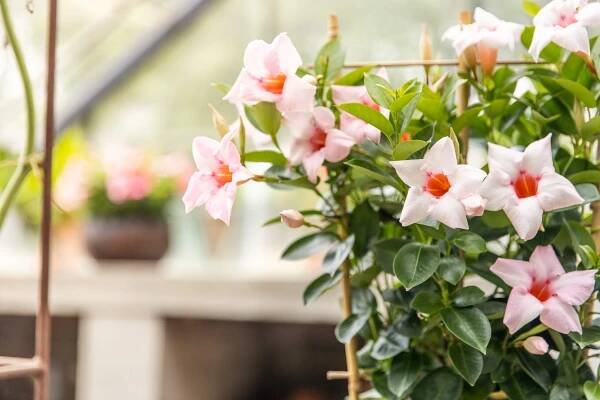 Mandevilla Cream Pink - Mandevillashop