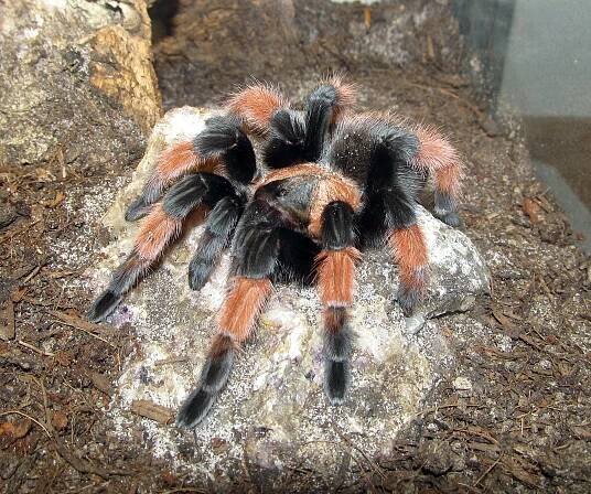 Brachypelma