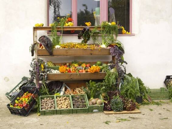 Prodej biodynamicky vypěstované zeleniny "ze dvora"