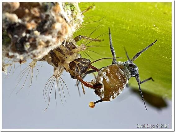 Zlatoočko Chrysotropia ciliata