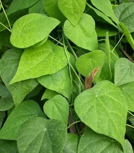 macam daun cincau | Informasi Sejarah, Budaya, Wisata Kebumen