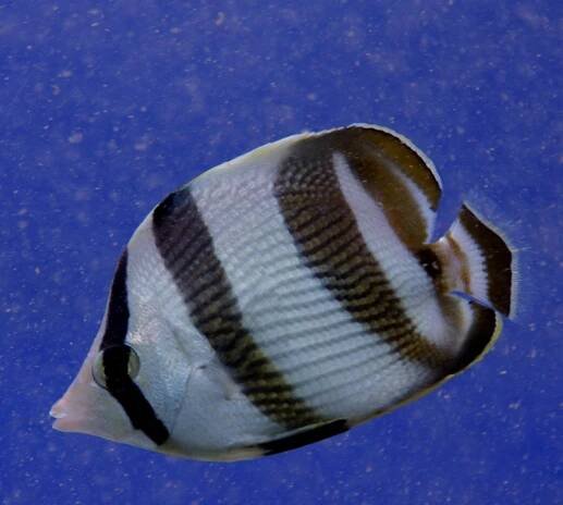 Chaetodon striatus - klipka příčnopruhá