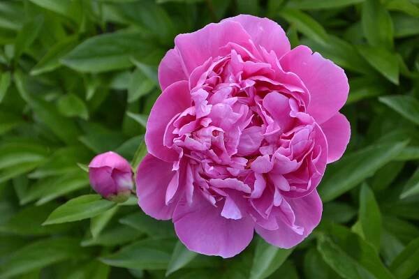 Paeonia lactiflora " Bouquet Perfect " - pivoňka čínská Zahradnictví Krulichovi - zahradnictví, květinářství, trvalky, skalničky