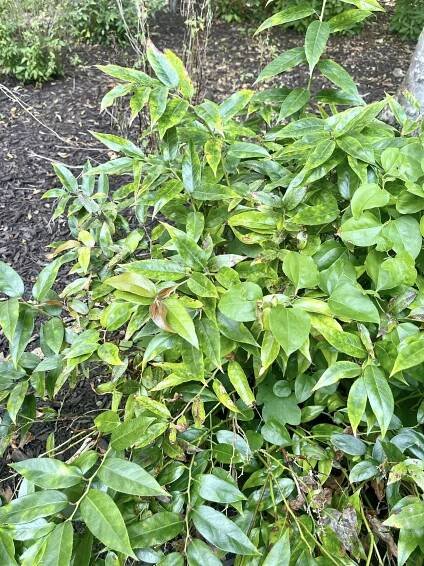 shrubs to grow under trees