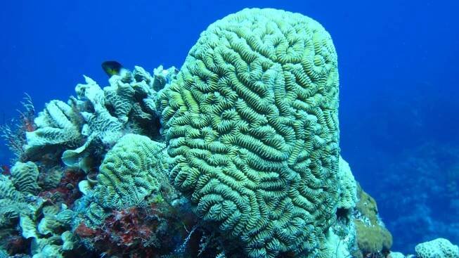 Coral Reef Virtual Dive Digital Scavenger Hunt Activity palancar reef