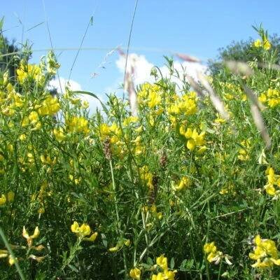 bobovité- FABACEAE – PlantaNaturalis.com