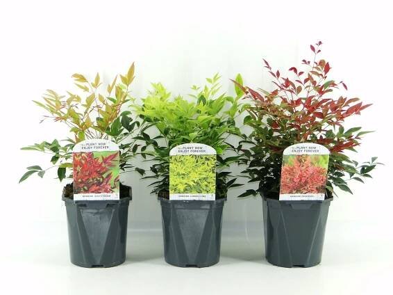 Show details for Nandina Dom. mix shelve
