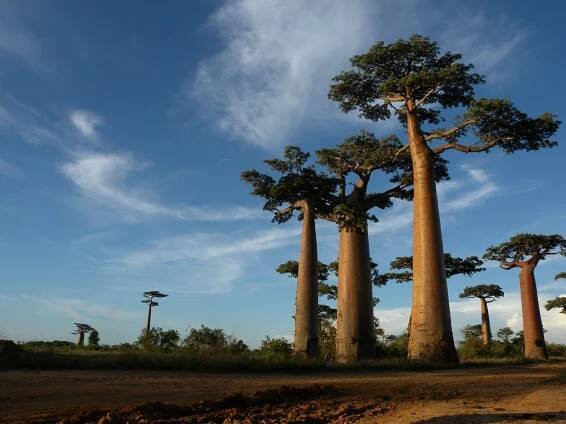 Auswandern nach Madagaskar - Baobab