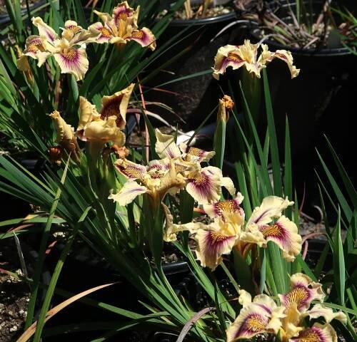 Search Results for “pacific coast iris” – Matilija Nursery