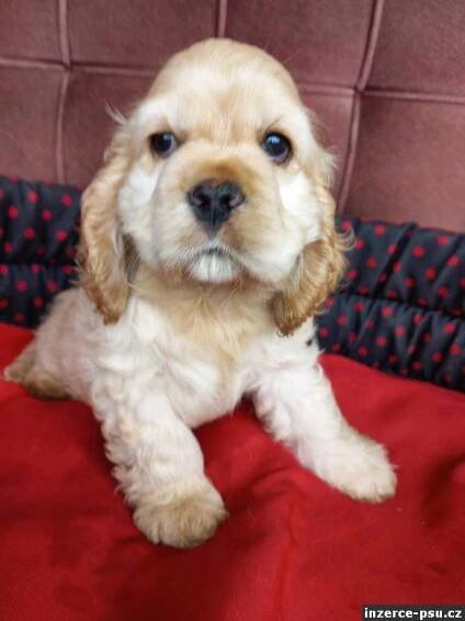 Americký kokršpaněl-štěňata/ american cocker spaniel-puppies