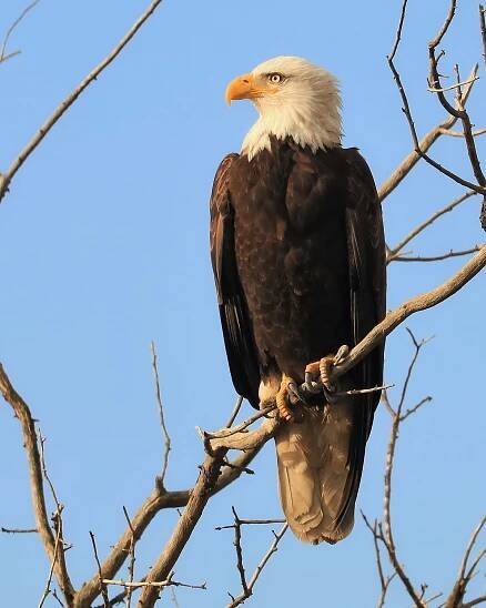 Photo Contest 2018-19 | Bald Eagle Interpretive Center
