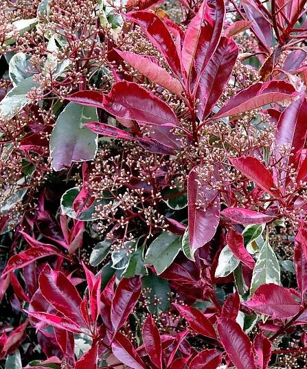 Photinia x fraseri &lsquo;Louise&rsquo; Christmas berry Louise &ndash; maroon leaf shoots, budding flower clusters and dark green leaves with cream edges,