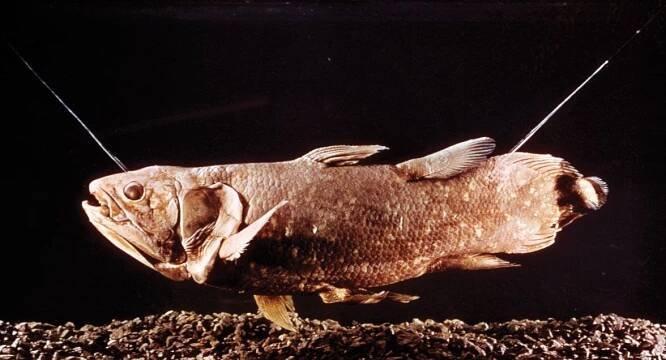 Coelacanth