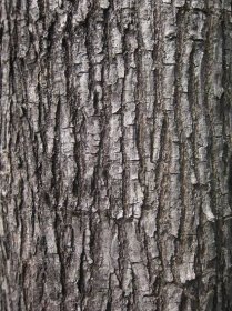 File:Bark of Pterocarpus indicus.jpg - Wikimedia Commons