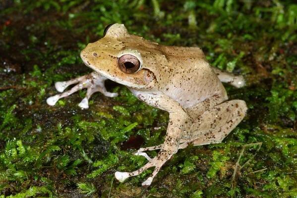 fijian tree frog