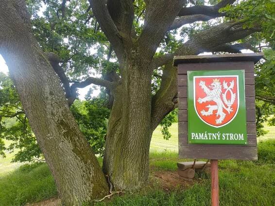 Strom roku 2024: mezi finalisty je i dub z Třebíčska, podívejte se