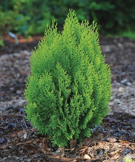 Morgan arborvitae