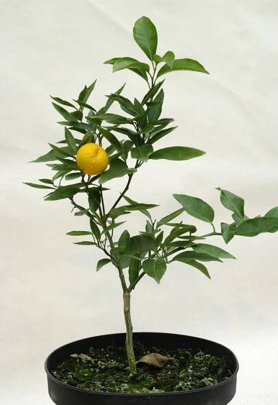 Citrus tangerina "TRABUT" hort. ex Tan. - Citrumelo - ADAVO