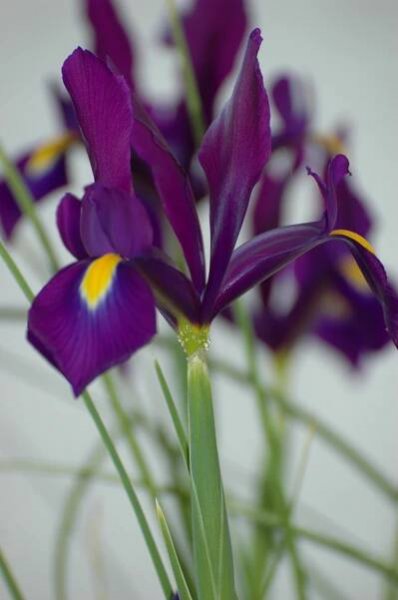 Iris