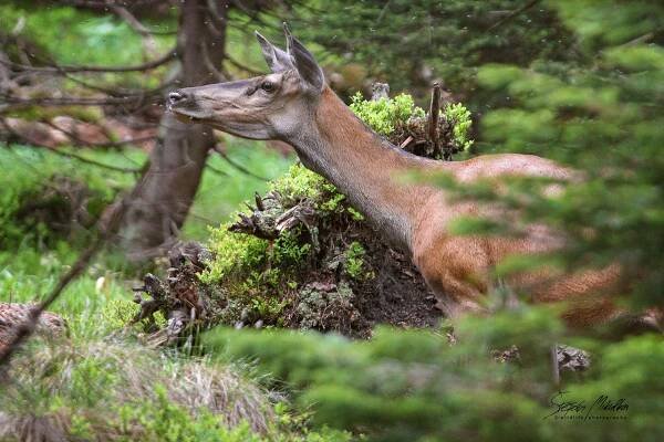 Sudokopytníci jelenovití | Štěpán Mikulka | Wildlife fotograf
