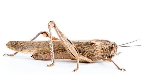 Velké hnědé locust — Stock obrázek