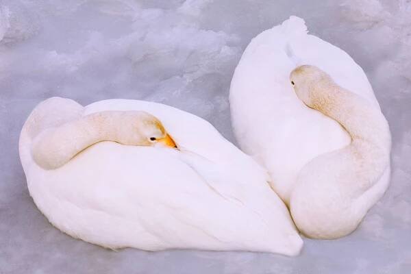 Two Whooper swans cuddled together for warmth on the ice on the Natsuki Peninsula on Hokkaido Island, Japan