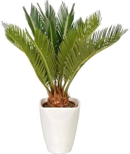 Cykas japonský v keramické nádobě průměr květináče cca 12 cm Cycas revoluta