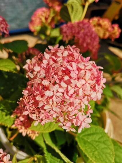 Hortenzie stromečkovitá 'Invincibelle'® Pink Annabelle - Hydrangea arborescens 'Invincibelle'® Pink Annabelle
