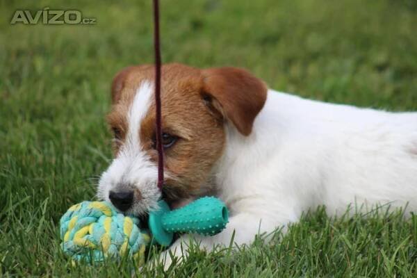 Jack Russell teriér s PP - 5