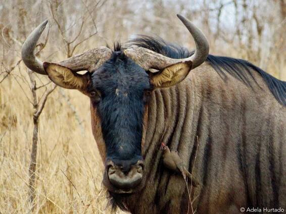 Journey through South Africa - Photography Project — ADELA HURTADO 何迪兰 