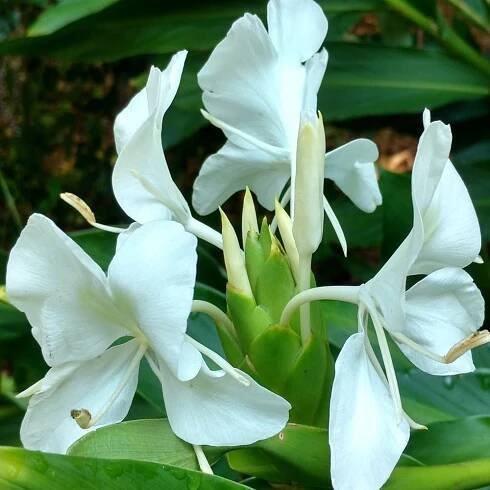 Ginger-Lily-Absolute-Oil