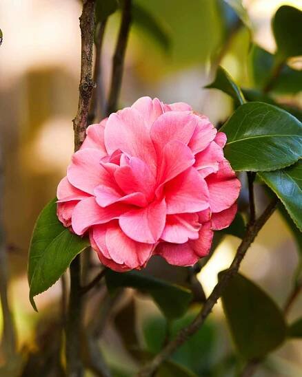 'Faye Rone' Camellia Variety