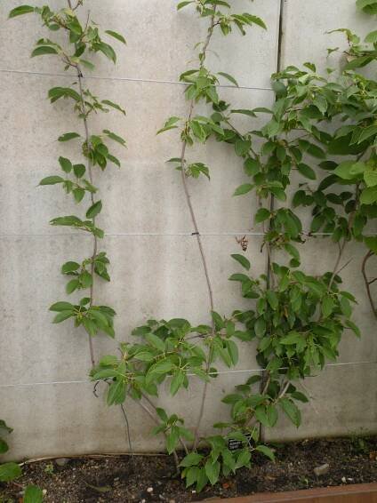 Obrázek - Actinidia arguta 'Japsai' (aktinidie význačná) | BioLib.cz