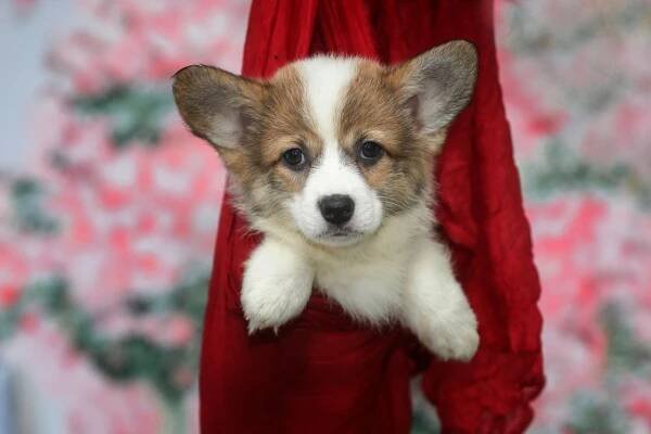 Co je corgi absolutně zakázáno?
