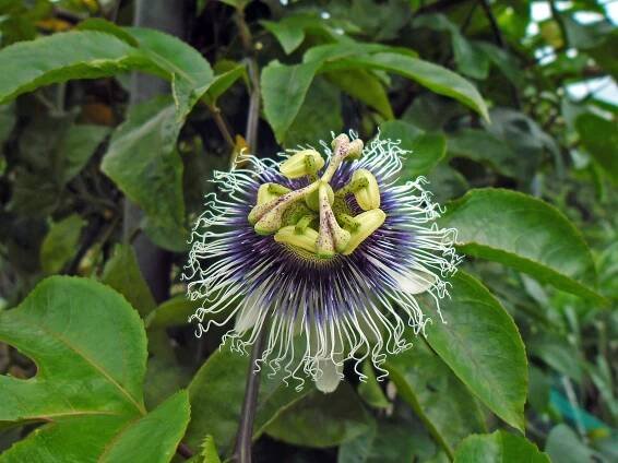 Passiflora edulis