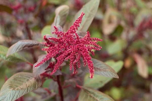 Growing and Harvesting Edible Amaranth