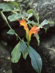 Aeschynanthus parviflorus | Gesneriad Reference Web