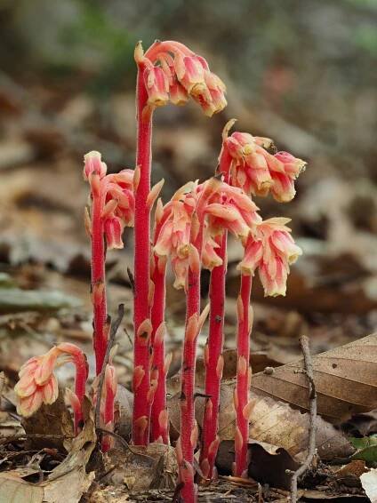 Ohio Plants – The companion web site to EEOB 2210