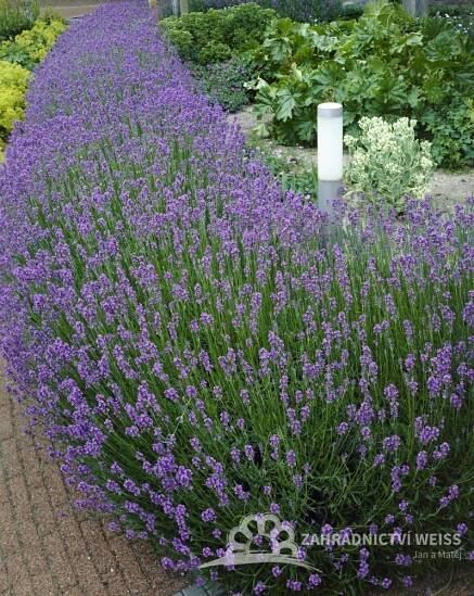 LEVANDULE LÉKAŘSKÁ -"HIDCOTE BLUE"