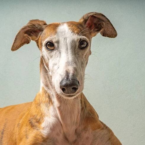 Hunde spüren Gefühle ihrer Besitzer – mit Folgen