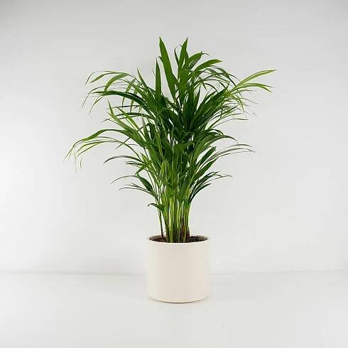 Areca dypsis lutescens Ø17cm
