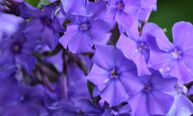 Plaménka latnatá, flox ́Blue Boy'