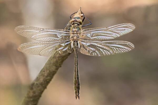 Lesklice - Corduliidae