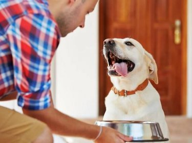 Výhody a nevýhody krmiva pro psy lisovaného za studena - HQ Centrum