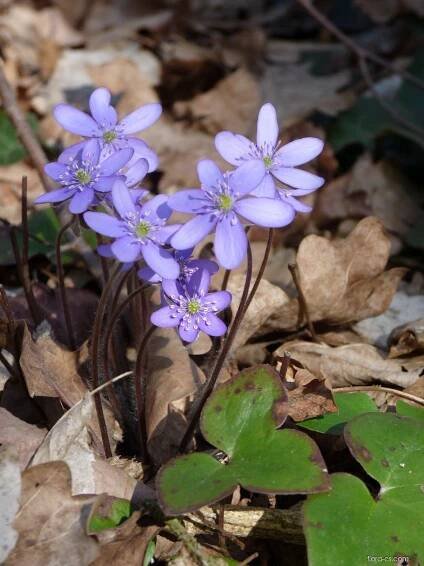 Jaterník podléška (Hepatica nobilis)